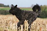 BOUVIER DES FLANDRES 233